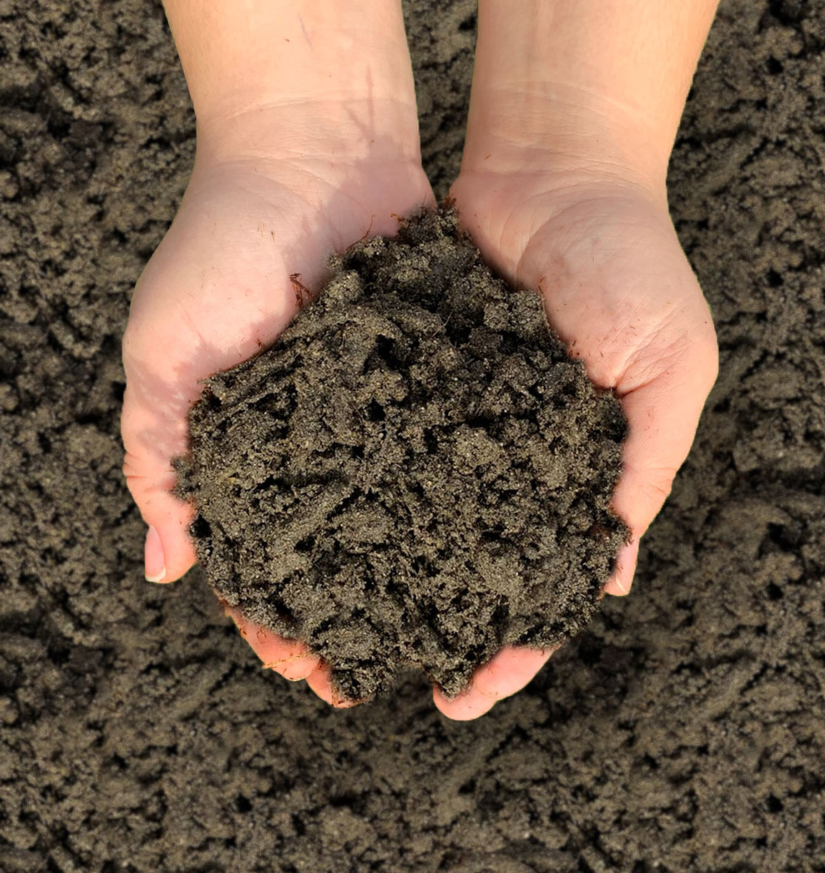 Turf Blend Augustine Soil & Mulch Ltd.